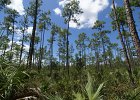 Everglades Sued